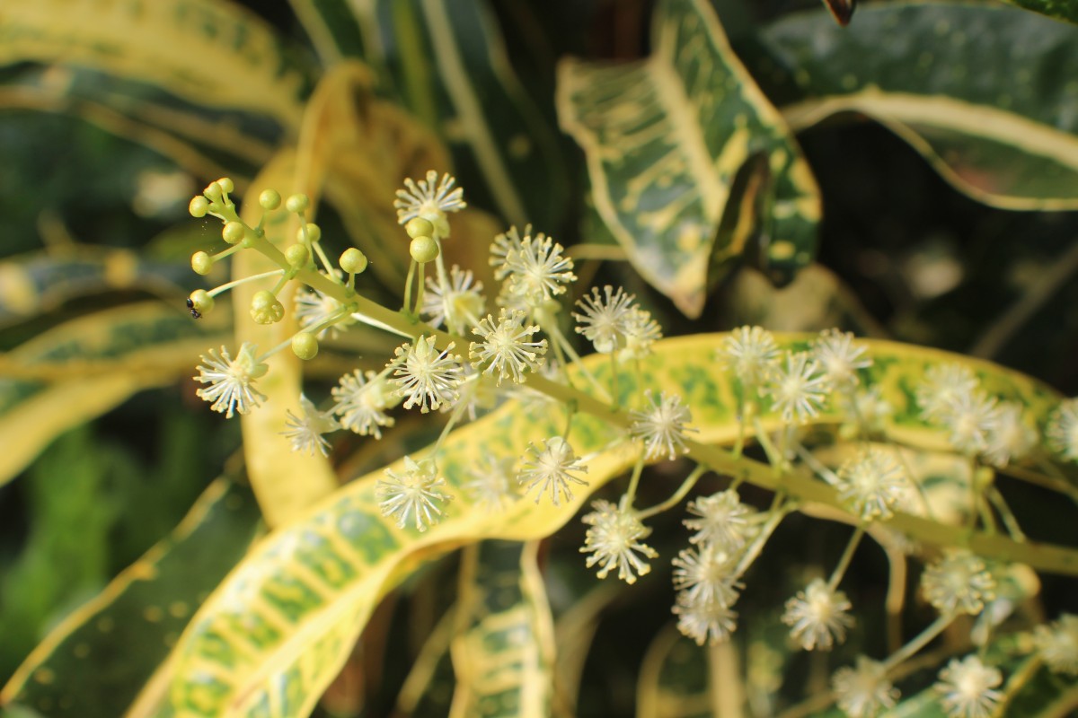 Codiaeum variegatum (L.) Rumph. ex A.Juss.